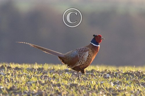 Cock Pheasant